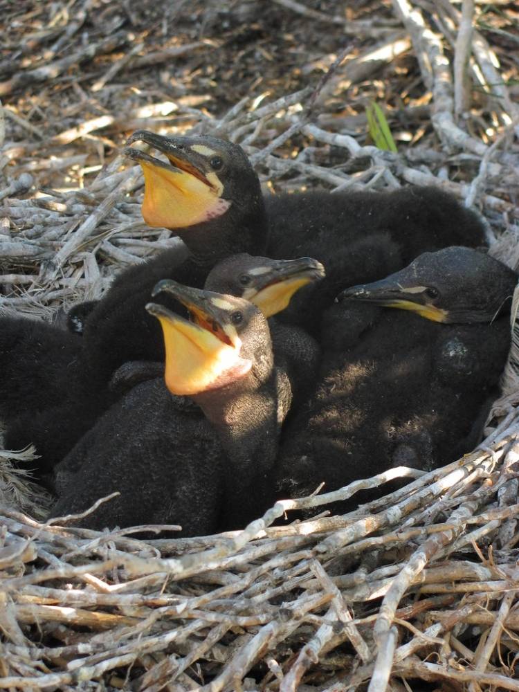 Double-crested Cormorants by USFWS Mountain Prairie is licensed under CC BY 2.0